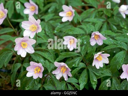 Anemone nemorosa - `Robinsoniana' AGM   BUL094765 Stock Photo